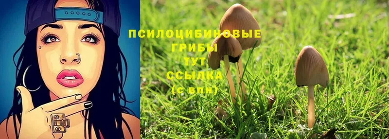 shop наркотические препараты  Зверево  Галлюциногенные грибы Cubensis 